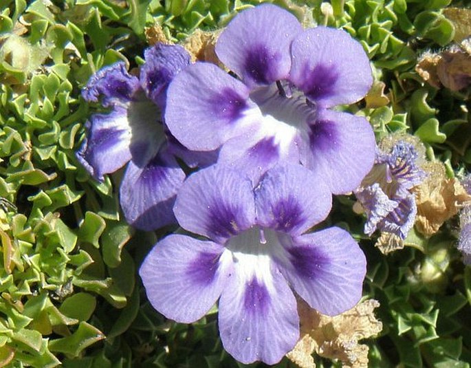 Aptosimum procumbens