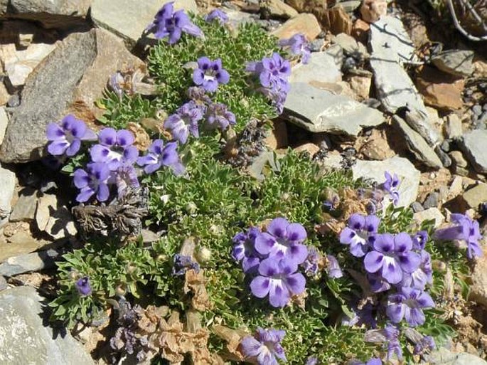 Aptosimum procumbens