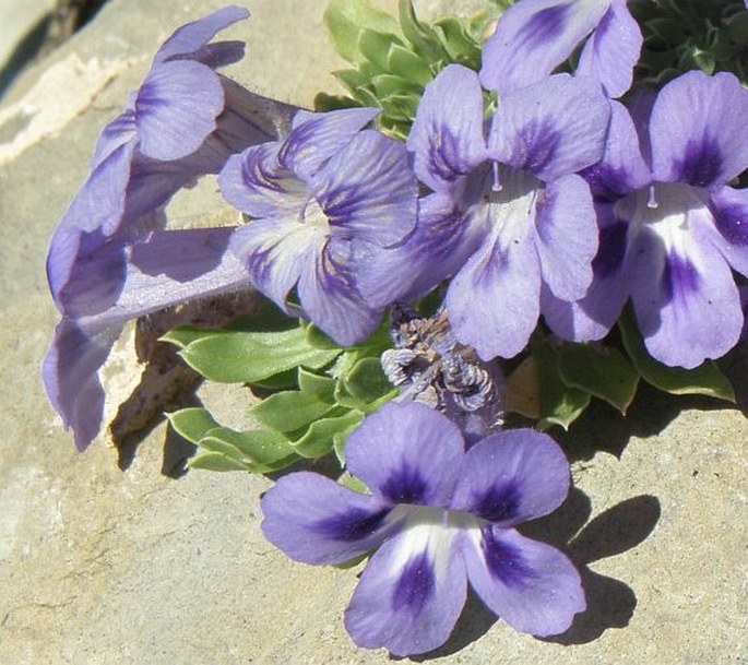 Aptosimum procumbens