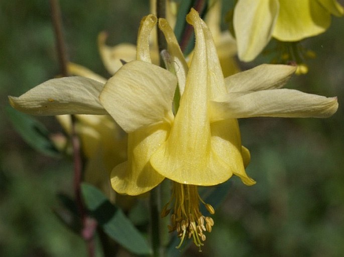 AQUILEGIA FLAVESCENS S. Watson - orlíček