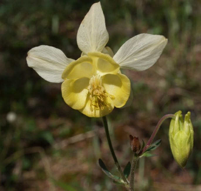 Aquilegia flavescens