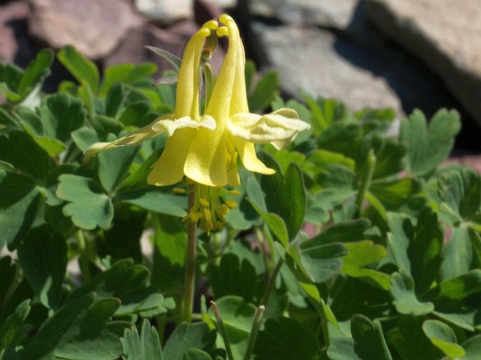 Aquilegia flavescens