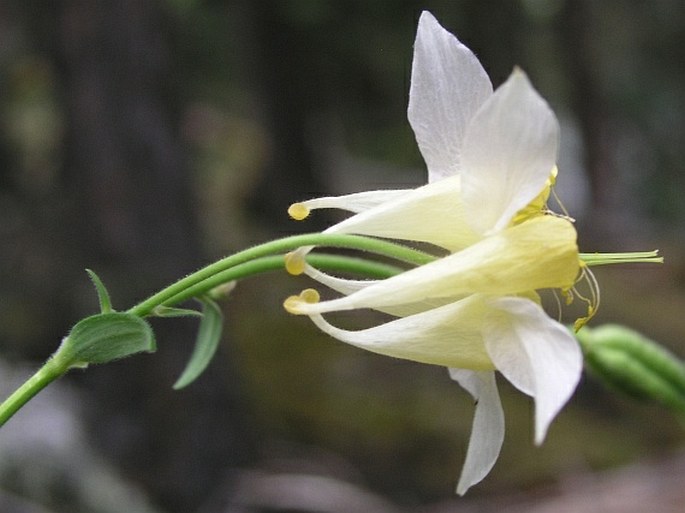 Aquilegia flavescens