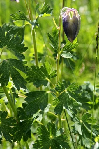 Aquilegia alpina