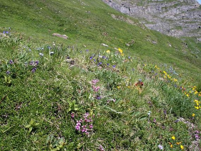 Aquilegia alpina