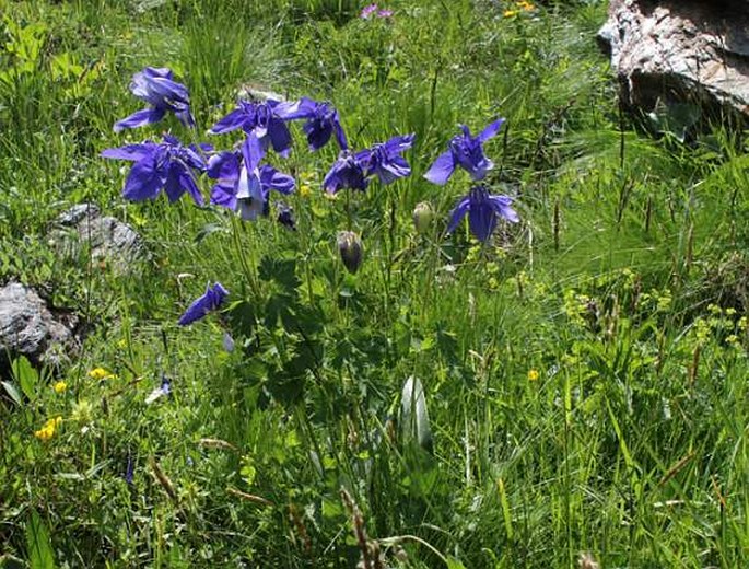 Aquilegia alpina