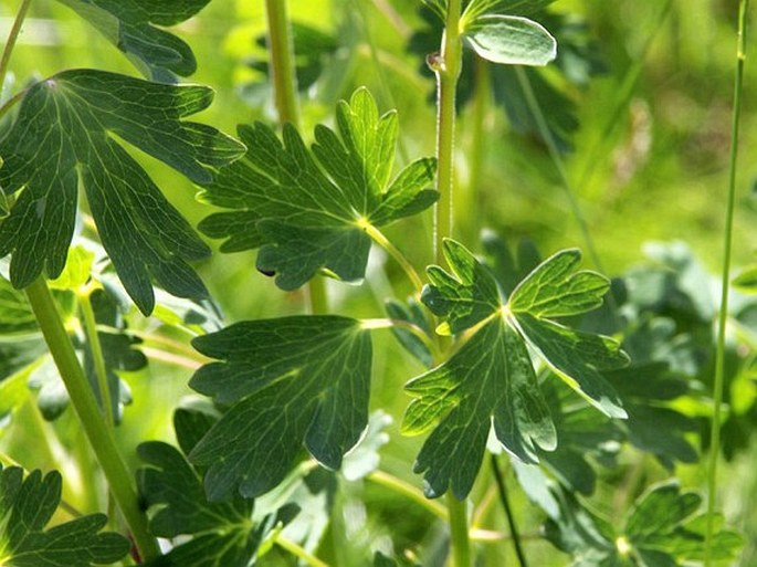 Aquilegia alpina