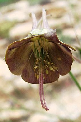 Aquilegia viridiflora