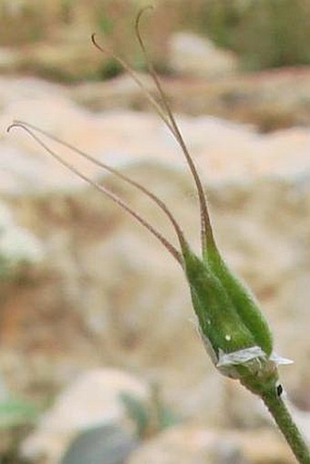 Aquilegia viridiflora