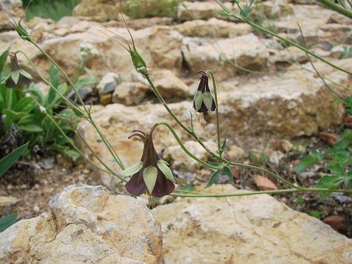 Aquilegia viridiflora