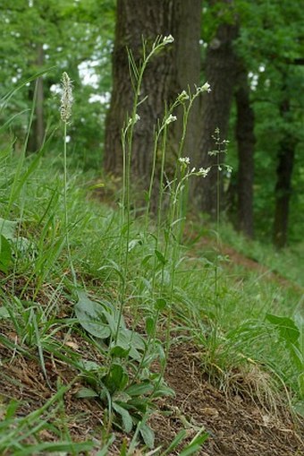 Arabis hirsuta