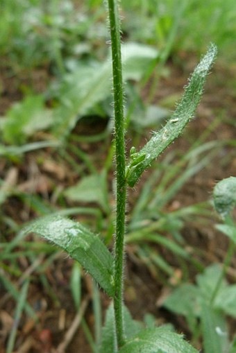 Arabis hirsuta