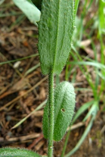 Arabis hirsuta