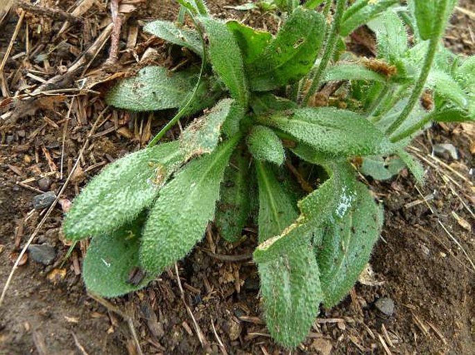 Arabis hirsuta