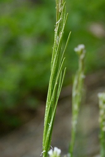 Arabis sagittata