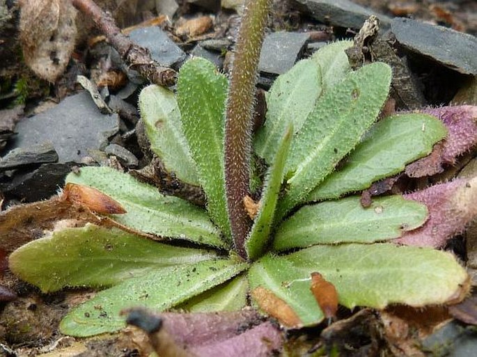 Arabis sagittata