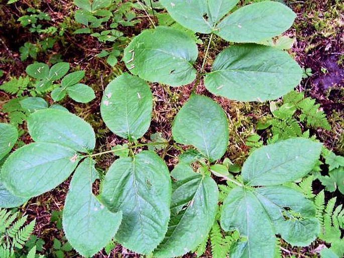 Aralia nudicaulis