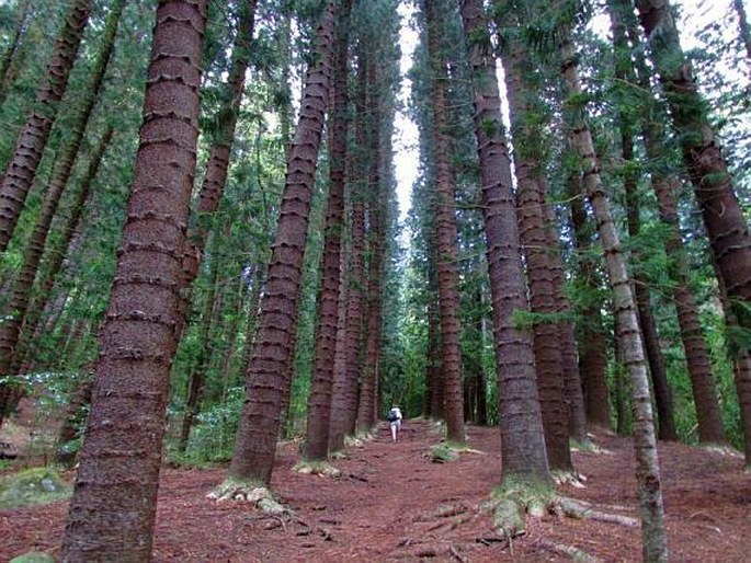 Araucaria columnaris