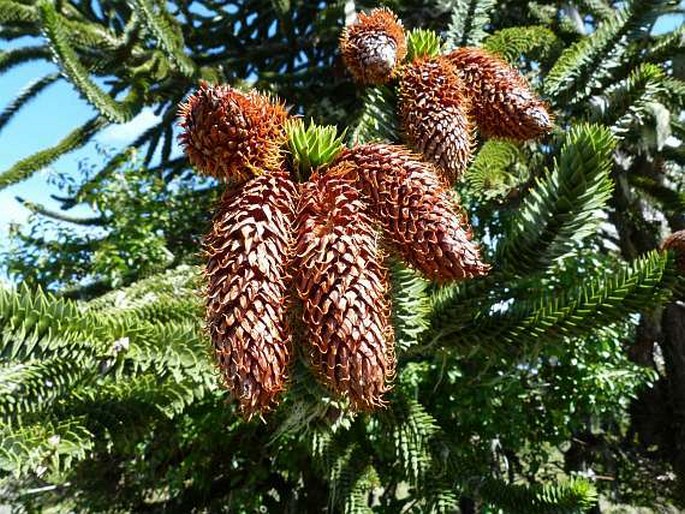 Araucaria araucana