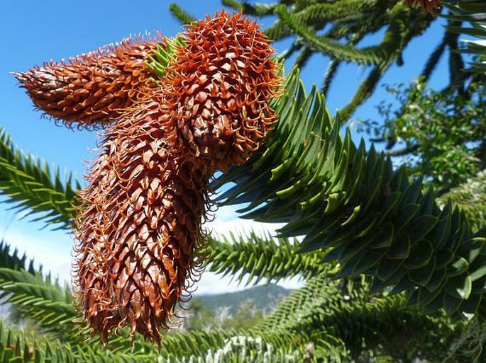 ARAUCARIA ARAUCANA (Molina) K. Koch - blahočet