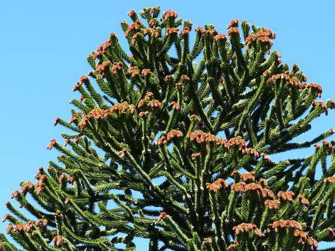 Araucaria araucana