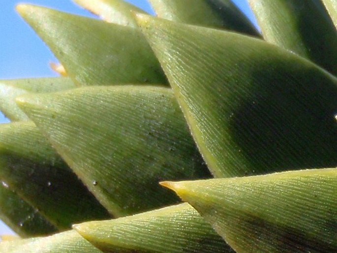 Araucaria araucana