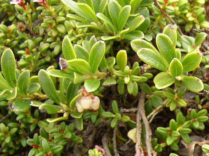 ARCTOSTAPHYLOS UVA-URSI (L.) Spreng. – medvědice lékařská / medvedica lekárska