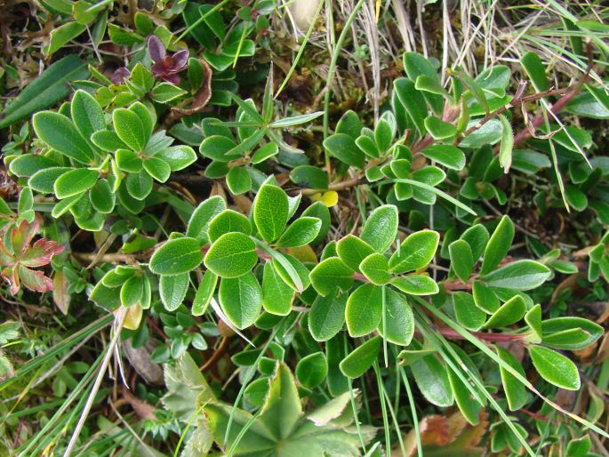 Arctostaphylos uva-ursi