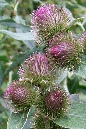 Arctium minus