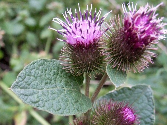 Arctium minus