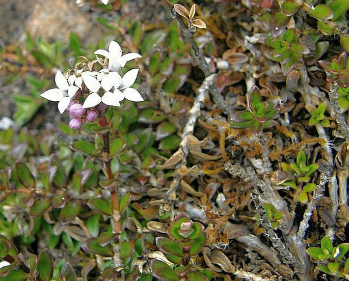 Arcytophyllum lavarum