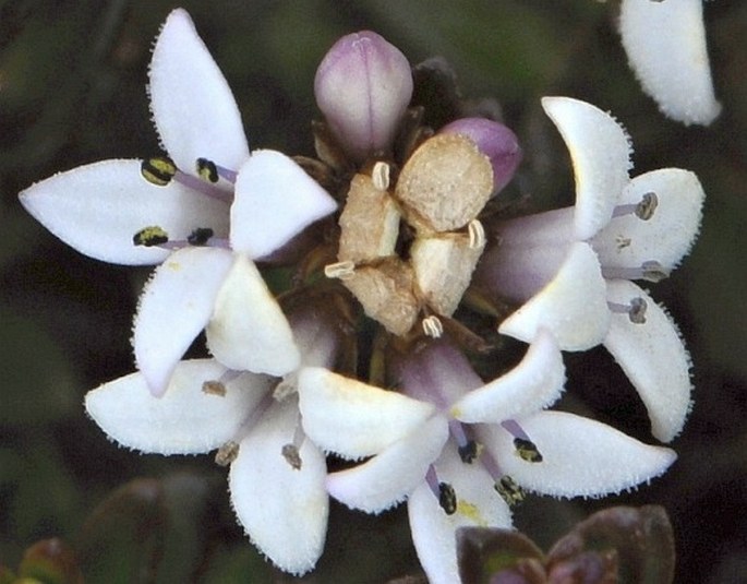 Arcytophyllum lavarum