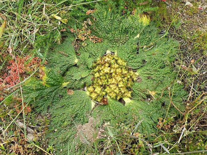 Arctopus echinatus