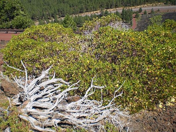 Arctostaphylos patula