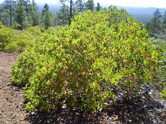 Arctostaphylos patula