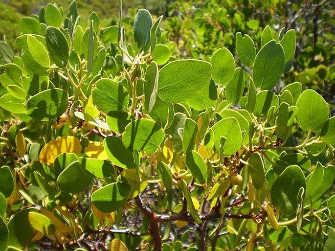 Arctostaphylos patula