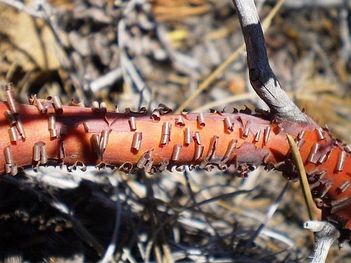 Arctostaphylos patula