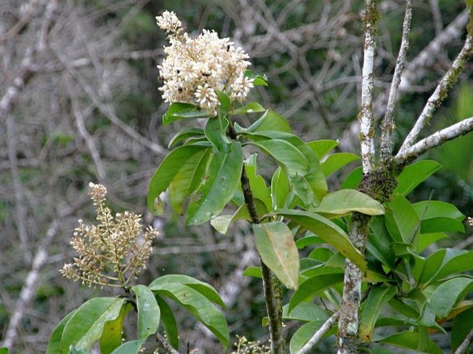 Ardisia copeyana