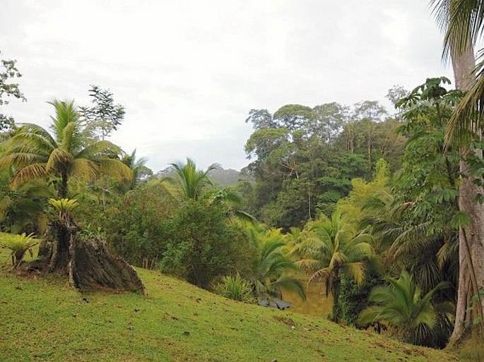 Ardisia copeyana