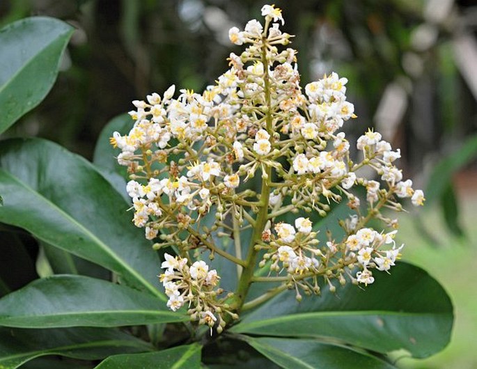 ARDISIA COPEYANA Standl. – klíman