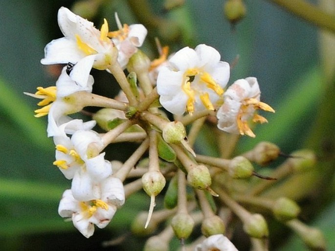 Ardisia copeyana