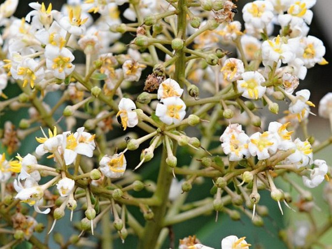 Ardisia copeyana