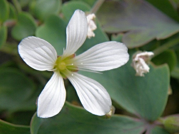 Arenaria bertolonii