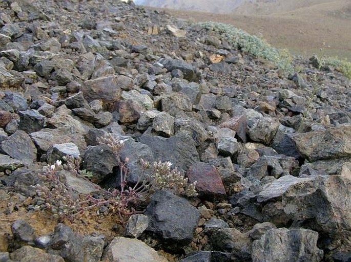 Arenaria conferta subsp. serpentini