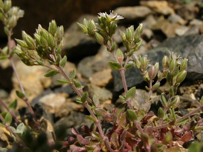 Arenaria conferta subsp. serpentini