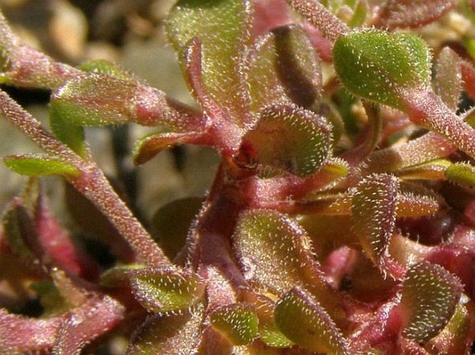 Arenaria conferta subsp. serpentini