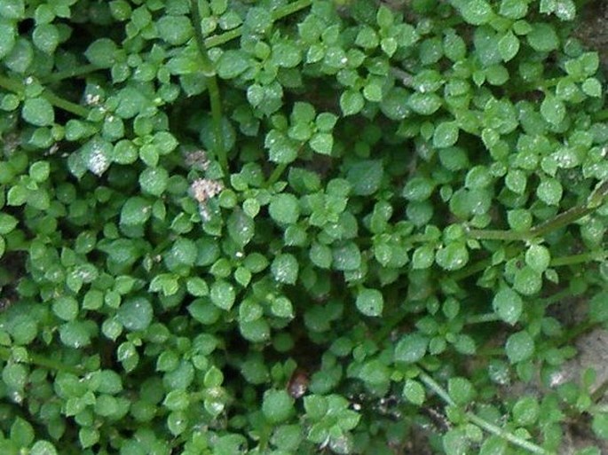 Arenaria balearica