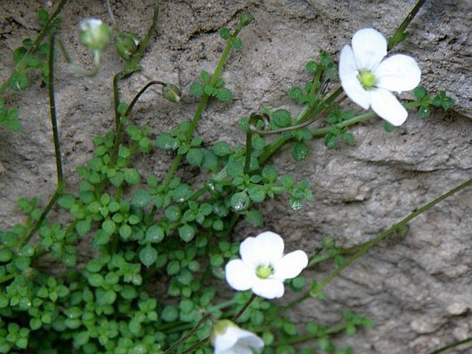 Arenaria balearica