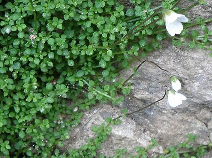 Arenaria balearica