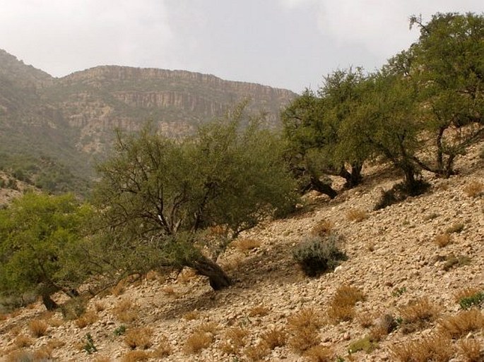 Argania spinosa